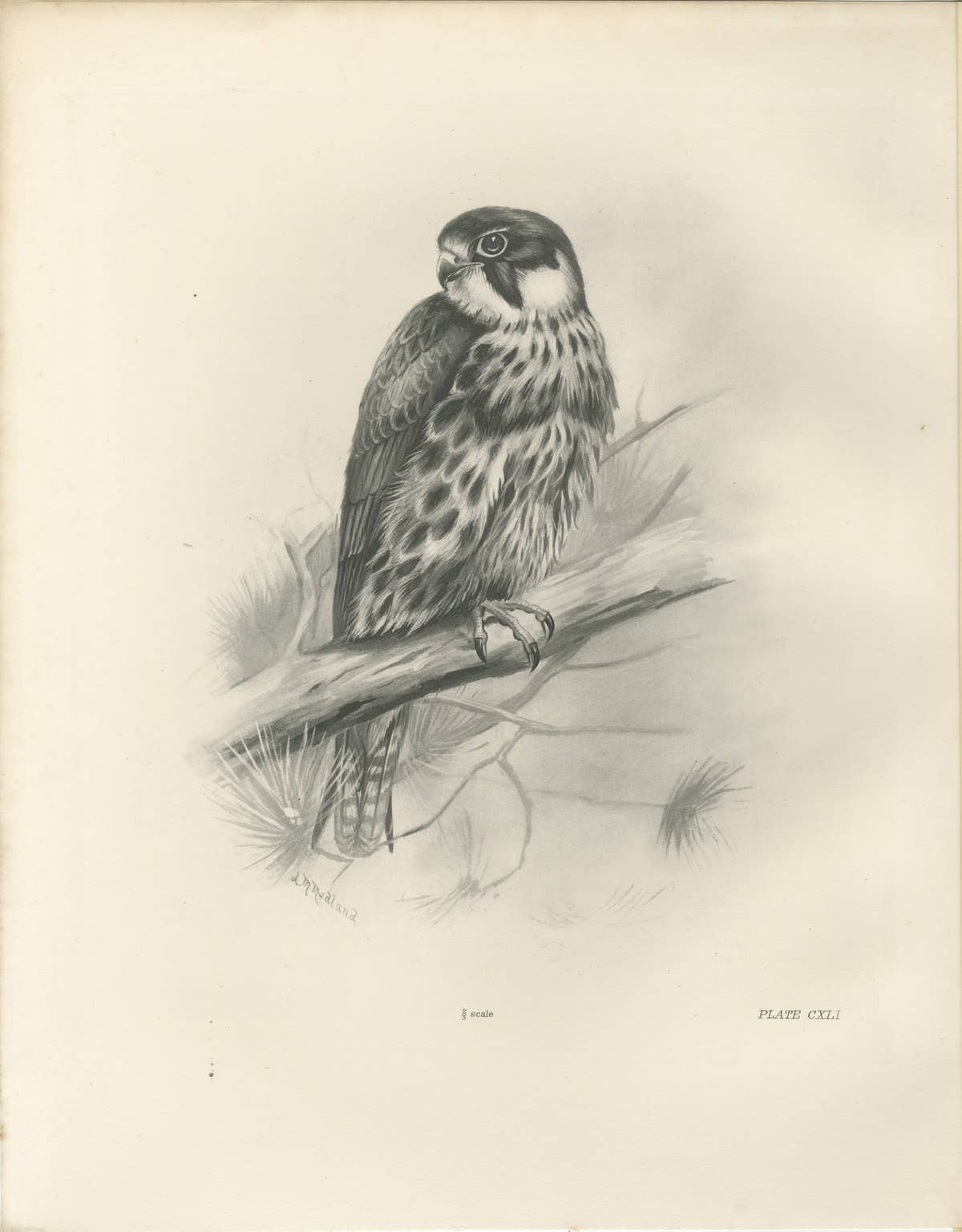 Antique Eurasian Hobby Falcon Print by Lilian M. Medland, circa 1908