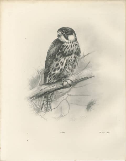 Antique Eurasian Hobby Falcon Print by Lilian M. Medland, circa 1908