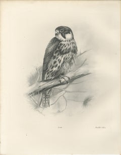 Antique Eurasian Hobby Falcon Print by Lilian M. Medland, circa 1908