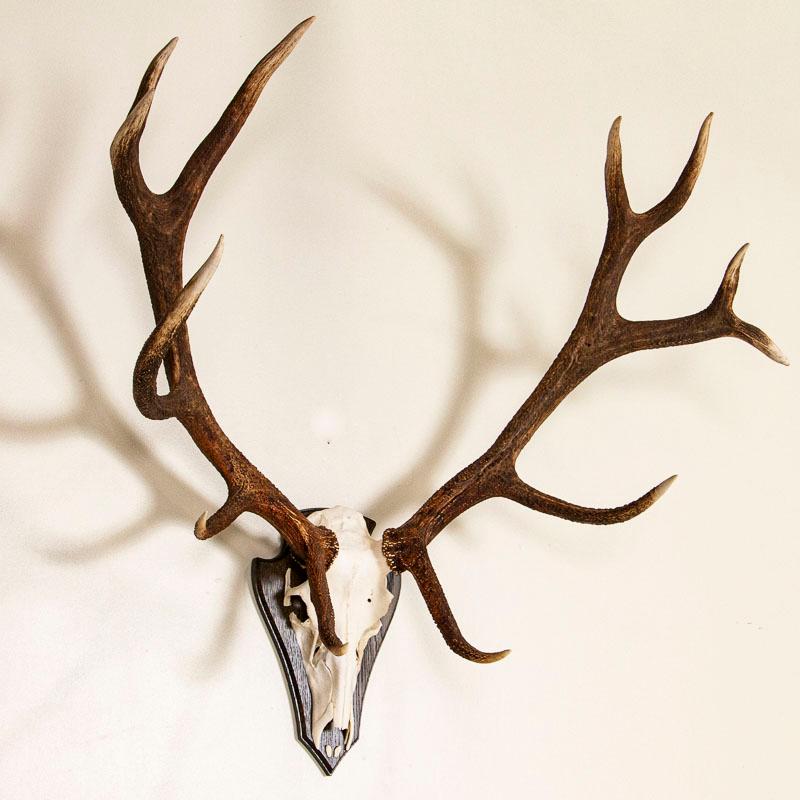 This impressive 12 point antler rack is striking at just under a 4' spread. It hangs on a traditional oak mount. Enlarge the photos to appreciate the color and texture of the antlers.