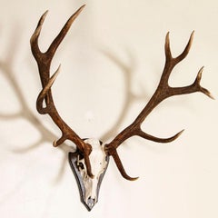 Antique European Large Red Deer Antler Mount with 12 Points
