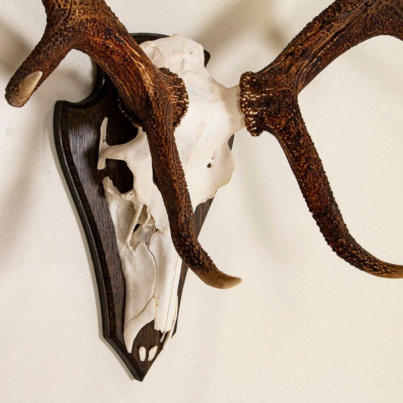 Antique European Large Red Deer Antler Mount with 12 Points In Good Condition In Round Top, TX