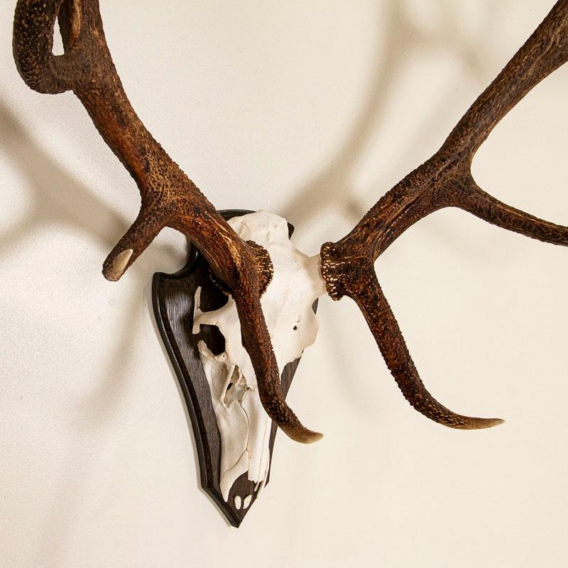 20th Century Antique European Large Red Deer Antler Mount with 12 Points