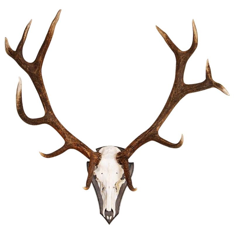 Antique European Large Red Deer Antler Mount with 12 Points