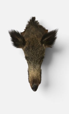 Antique European Wild Boar Trophy Head, circa 1930
