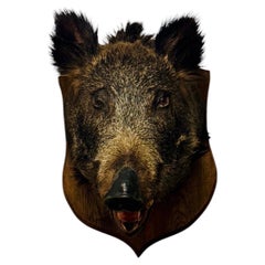 Antique European Wild Boar Trophy Head, circa 1930