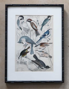 Antique Exotic Bird Print in Ebonised Faux Bamboo Frame , C.1835