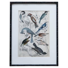  Antique Exotic Bird Print in Ebonised Faux Bamboo Frame , C.1835