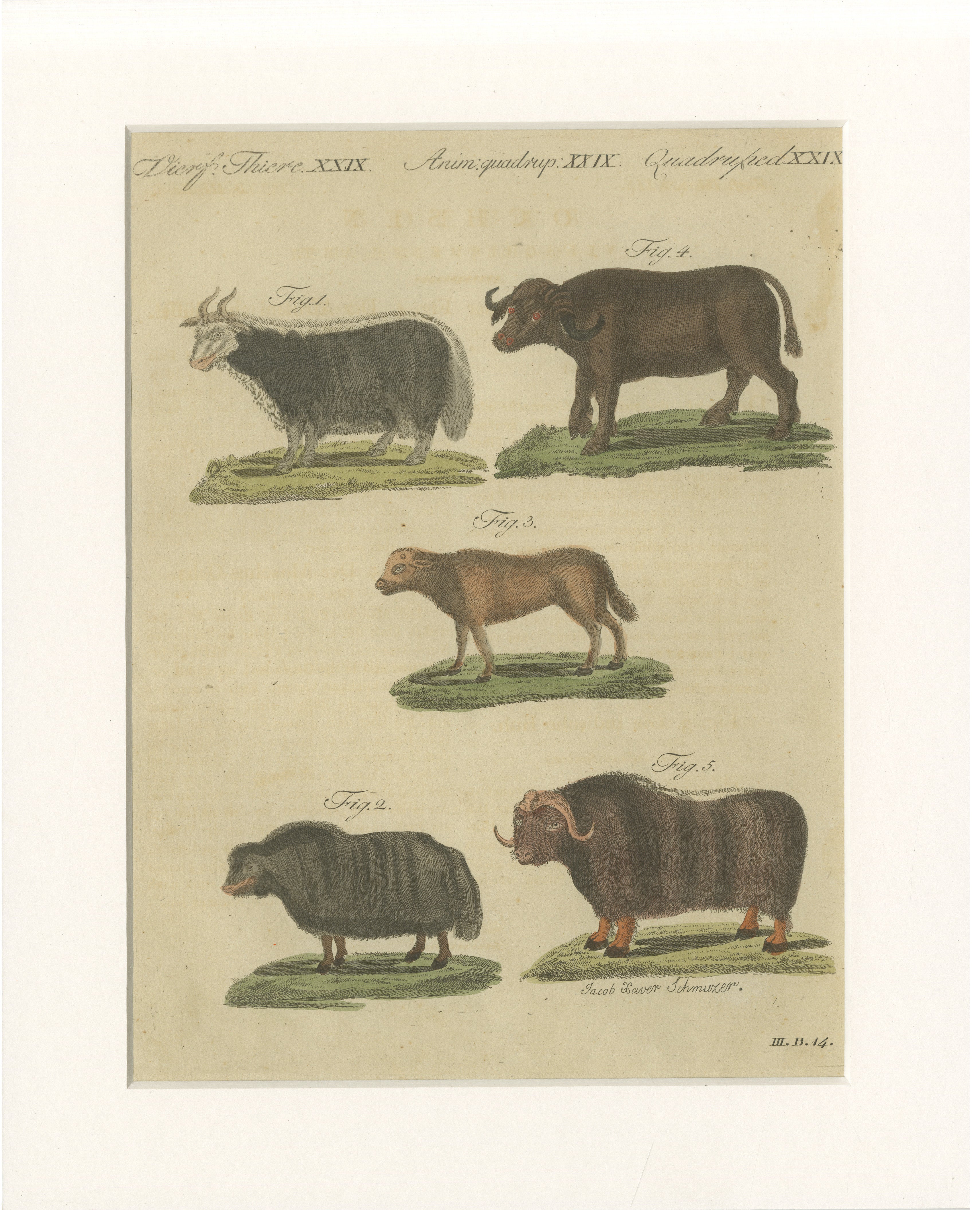 Antique Exotic Cattle, Yak & Buffalo Engraving – Bertuch, c. 1800 For Sale
