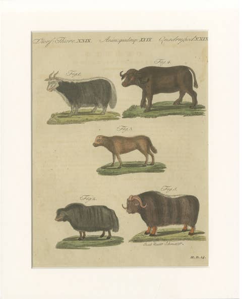 Antique Exotic Cattle, Yak & Buffalo Engraving – Bertuch, c. 1800