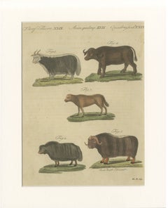 Grabado antiguo de ganado exótico, yaks y búfalos – Bertuch, h. 1800