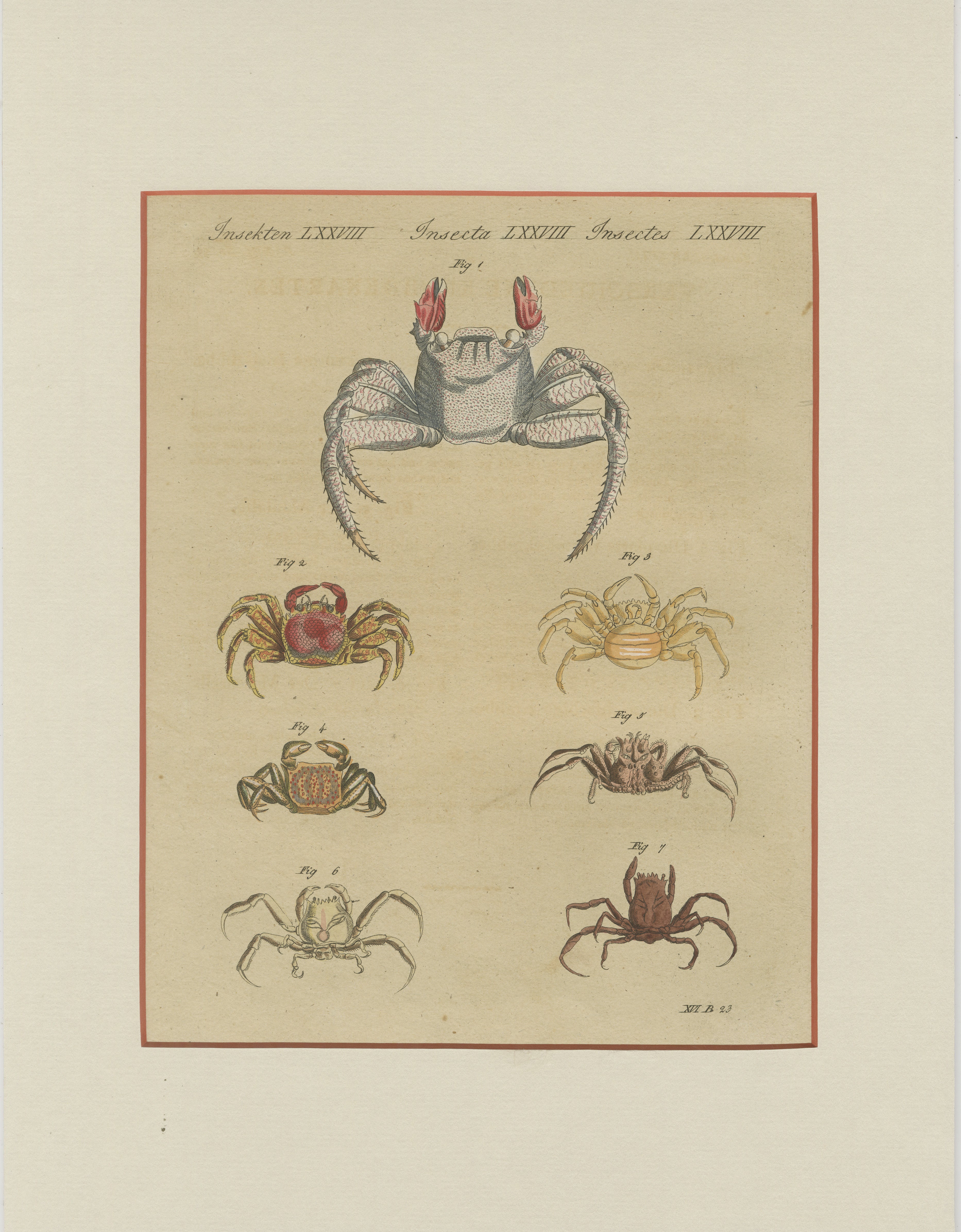 Antique Exotic Crabs & Fiddler Crab Engraving – Bertuch, c. 1813 For Sale