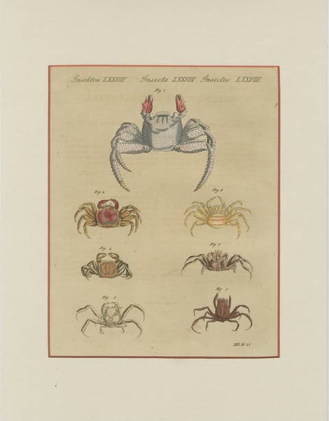 Antique Exotic Crabs & Fiddler Crab Engraving – Bertuch, c. 1813