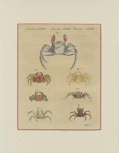 Antique Exotic Crabs & Fiddler Crab Engraving – Bertuch, c. 1813