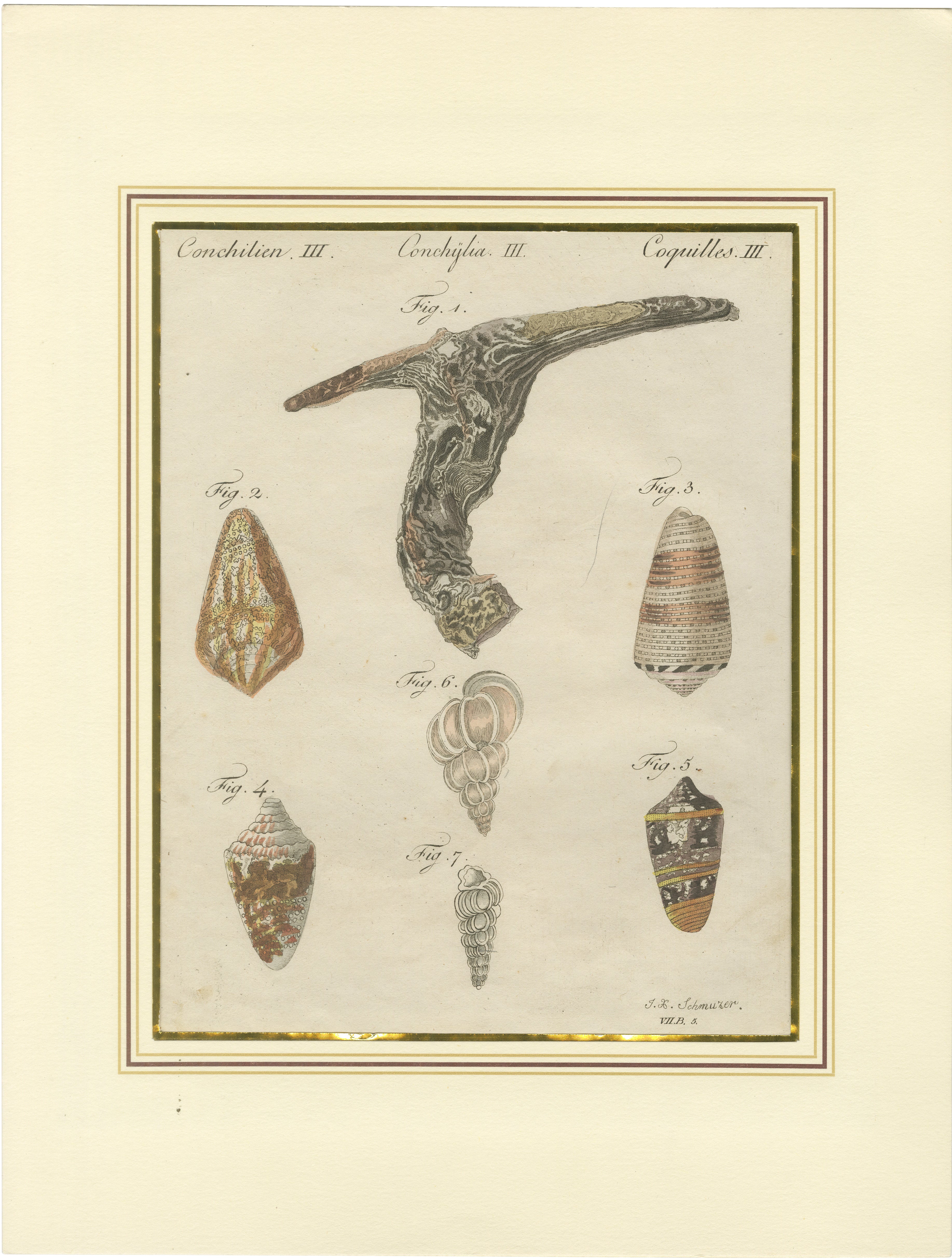Antique Exotic Seashells & Cone Shells Engraving – Bertuch, c.1800 For Sale