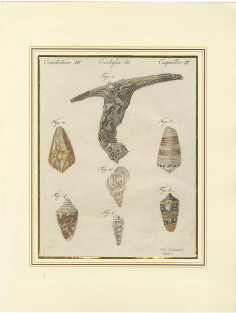 Antique Exotic Seashells & Cone Shells Engraving – Bertuch, c.1800