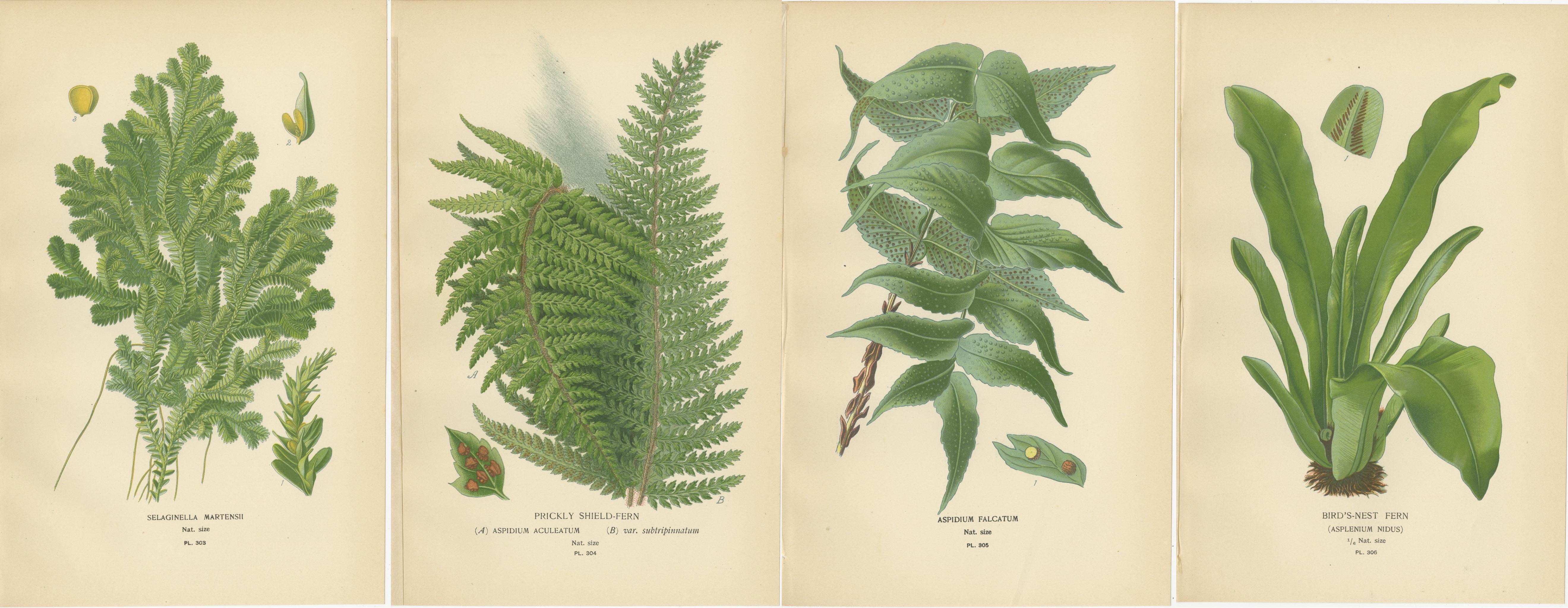 Título: Antiguos grabados botánicos de helechos y selaginelas - Conjunto de cuatro, c.1897

Descripción:
Este conjunto de cuatro litografías botánicas antiguas muestra estudios finamente detallados de helechos y especies afines, producidos hacia