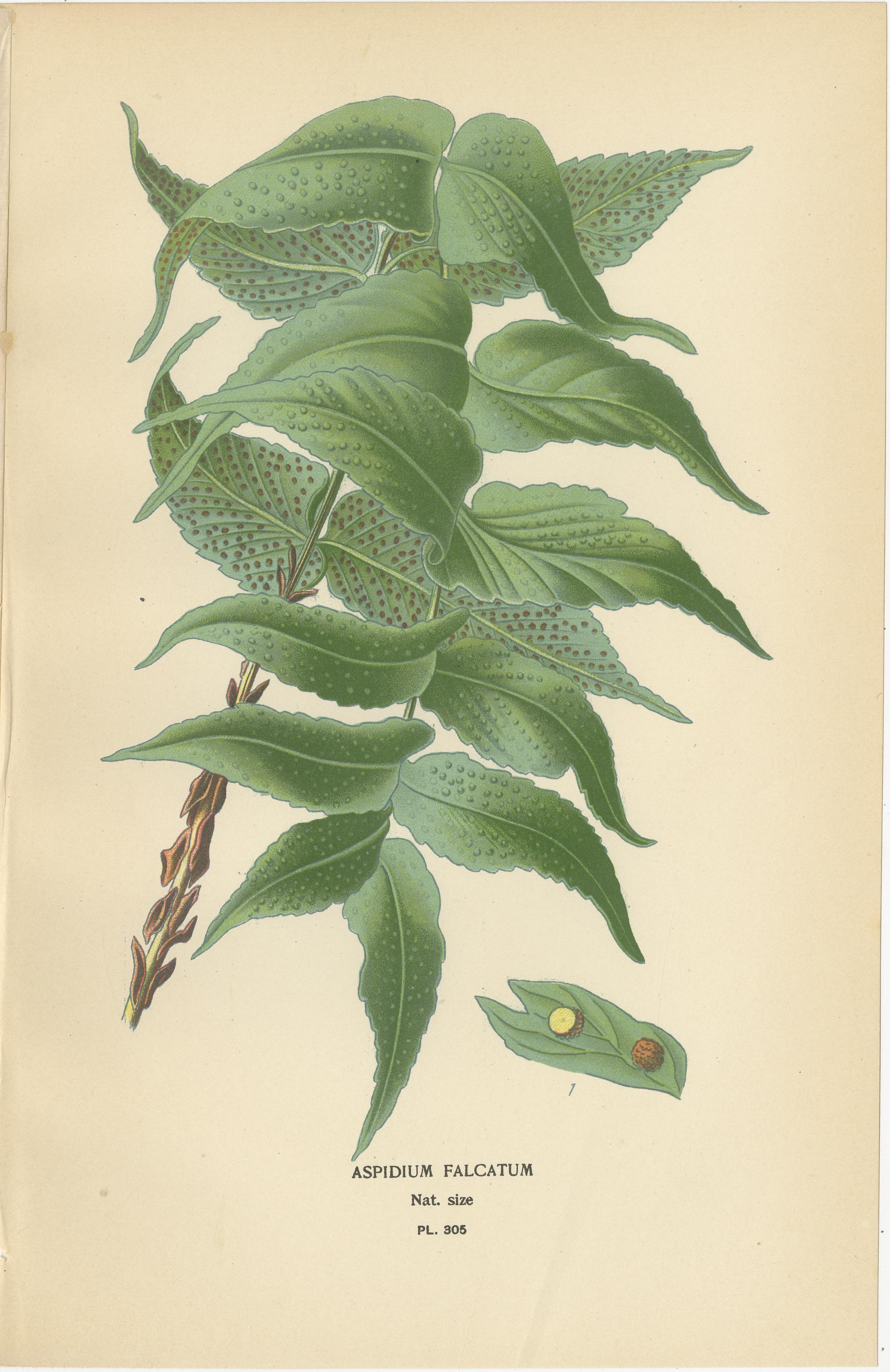 Antiguos grabados botánicos de helechos y selaginelas - Conjunto de cuatro, c.1897 Papel en venta