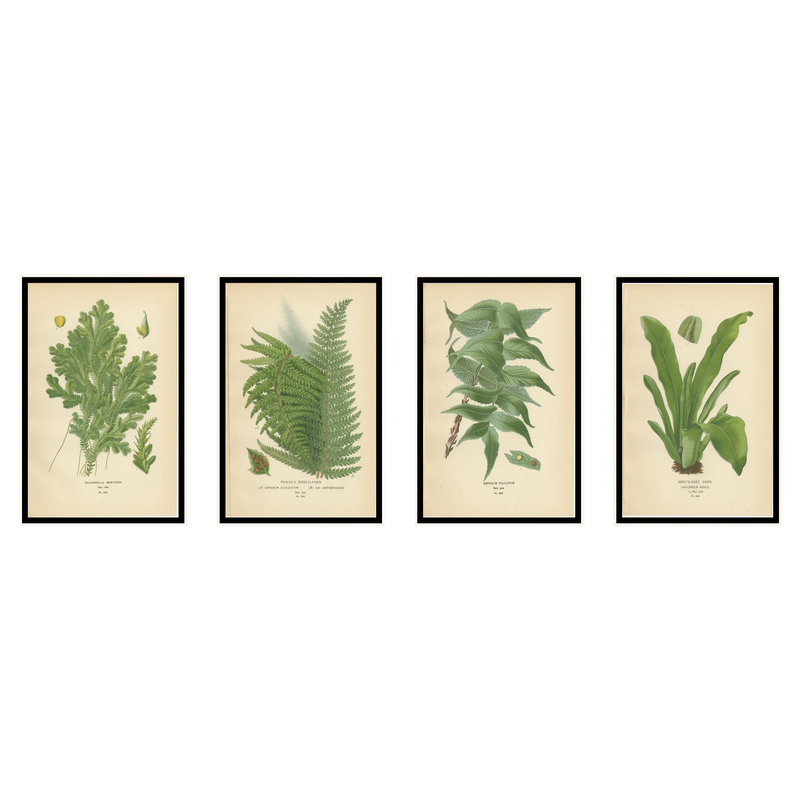 Antike botanische Drucke von Farn und Selaginella - Viererpack, um 1897