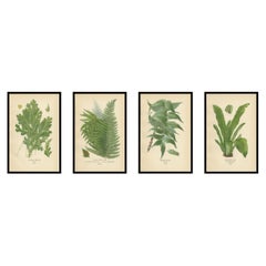 Stampe botaniche antiche di felci e selaginelle - Set di quattro, 1897 ca.