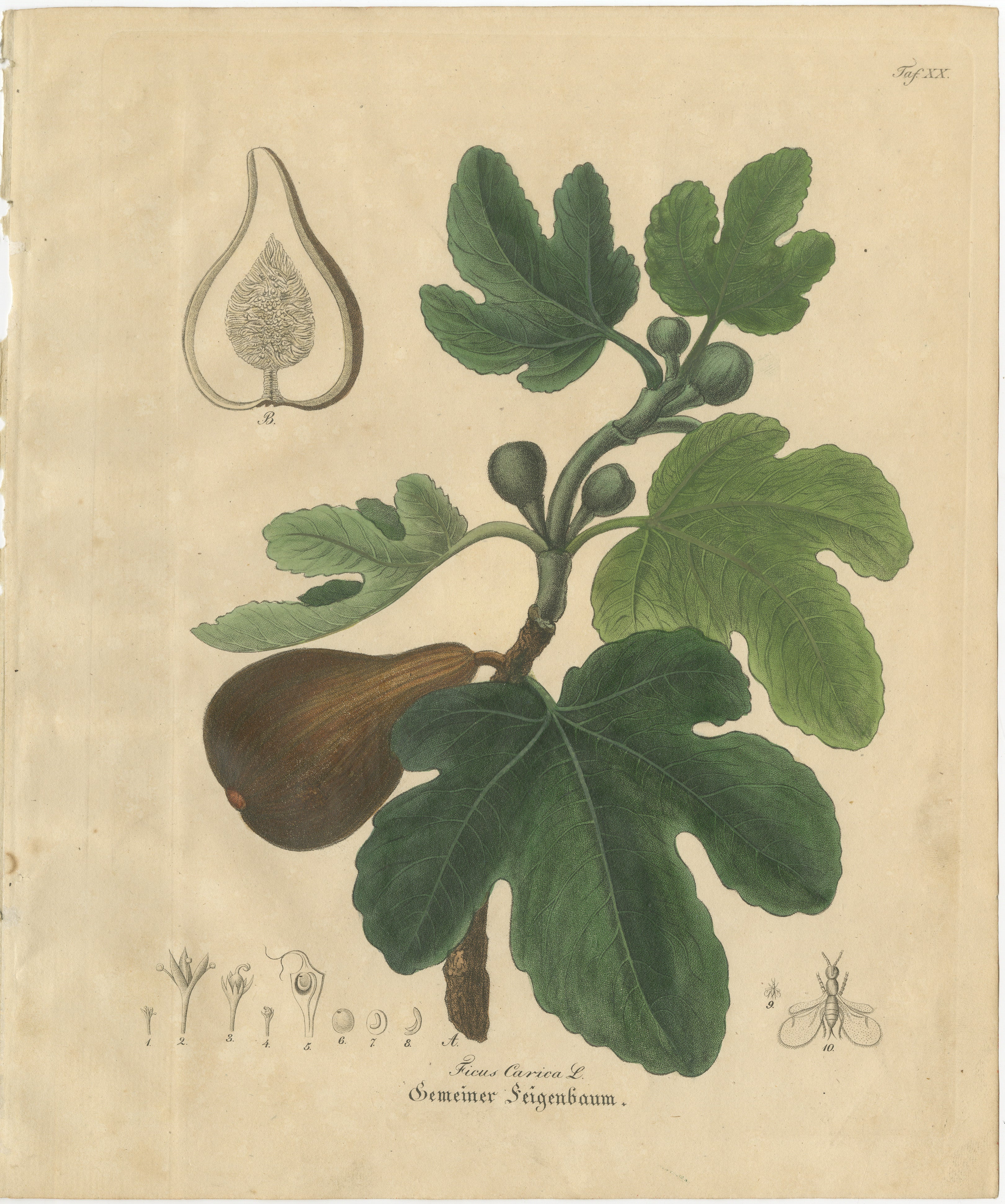 Antique Fig Botanical Print, Ficus Carica, Hand Colored, c.1831