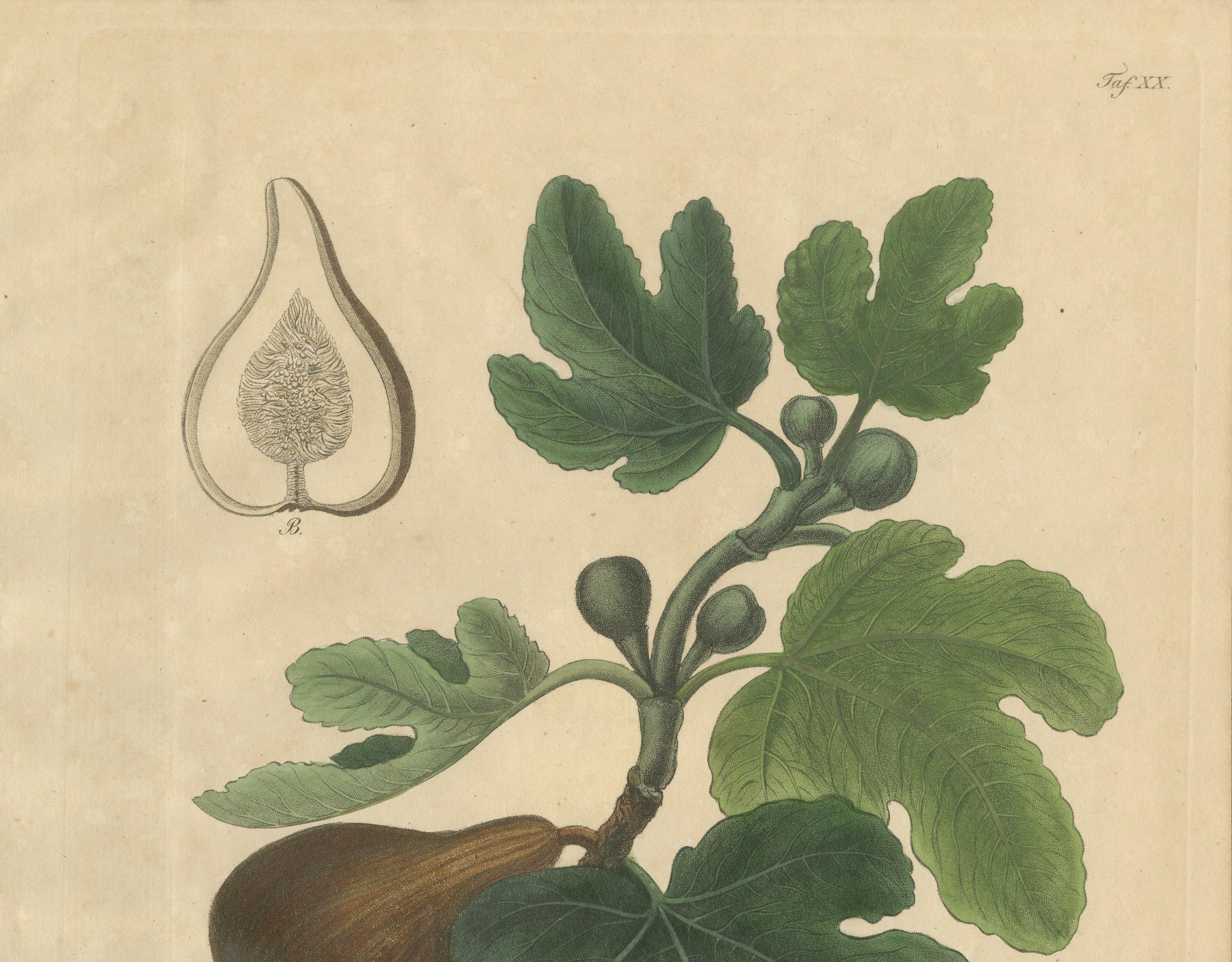 Antique Fig Botanical Print, Ficus Carica, Hand Colored, c.1831
