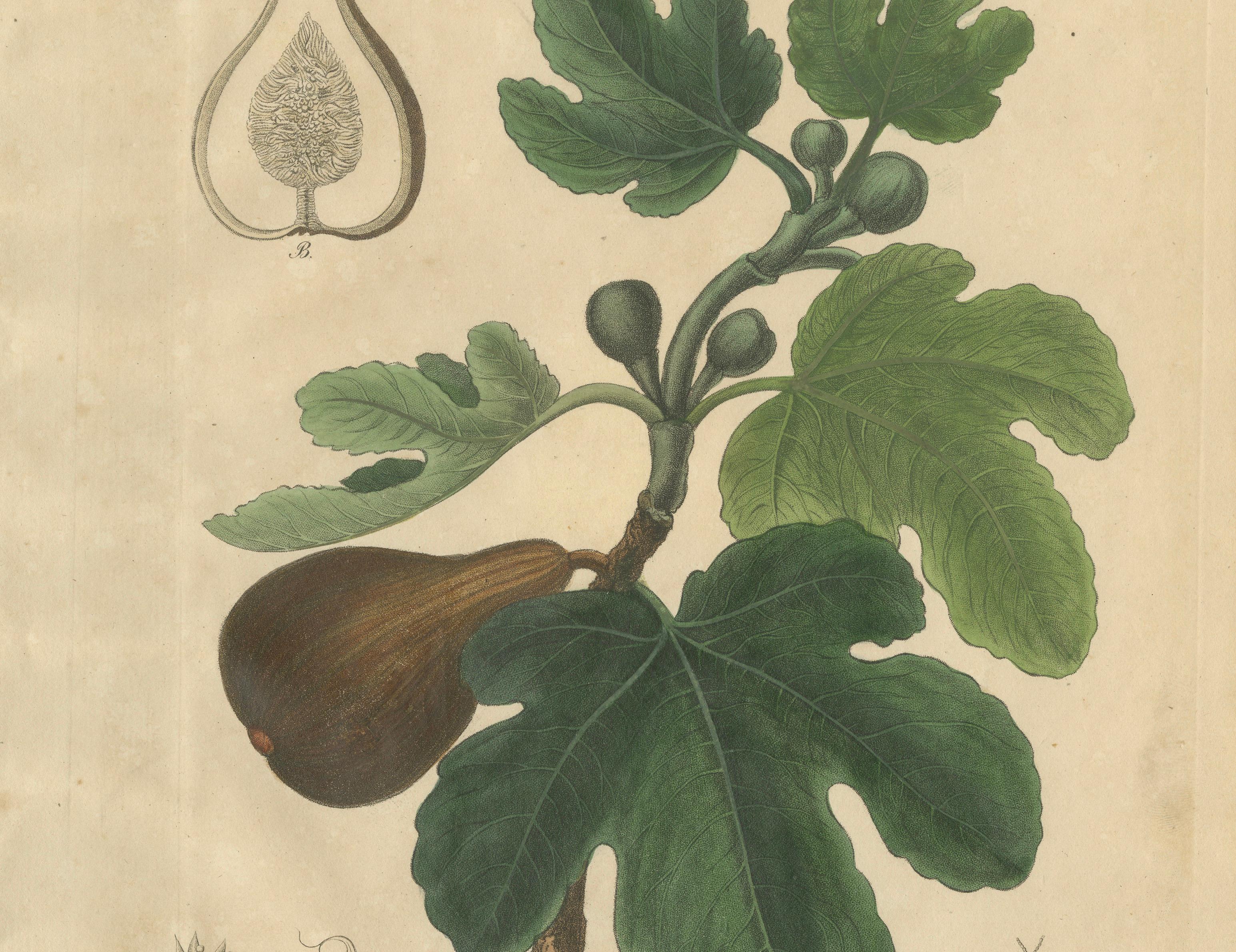 Antique Fig Botanical Print, Ficus Carica, Hand Colored, c.1831
