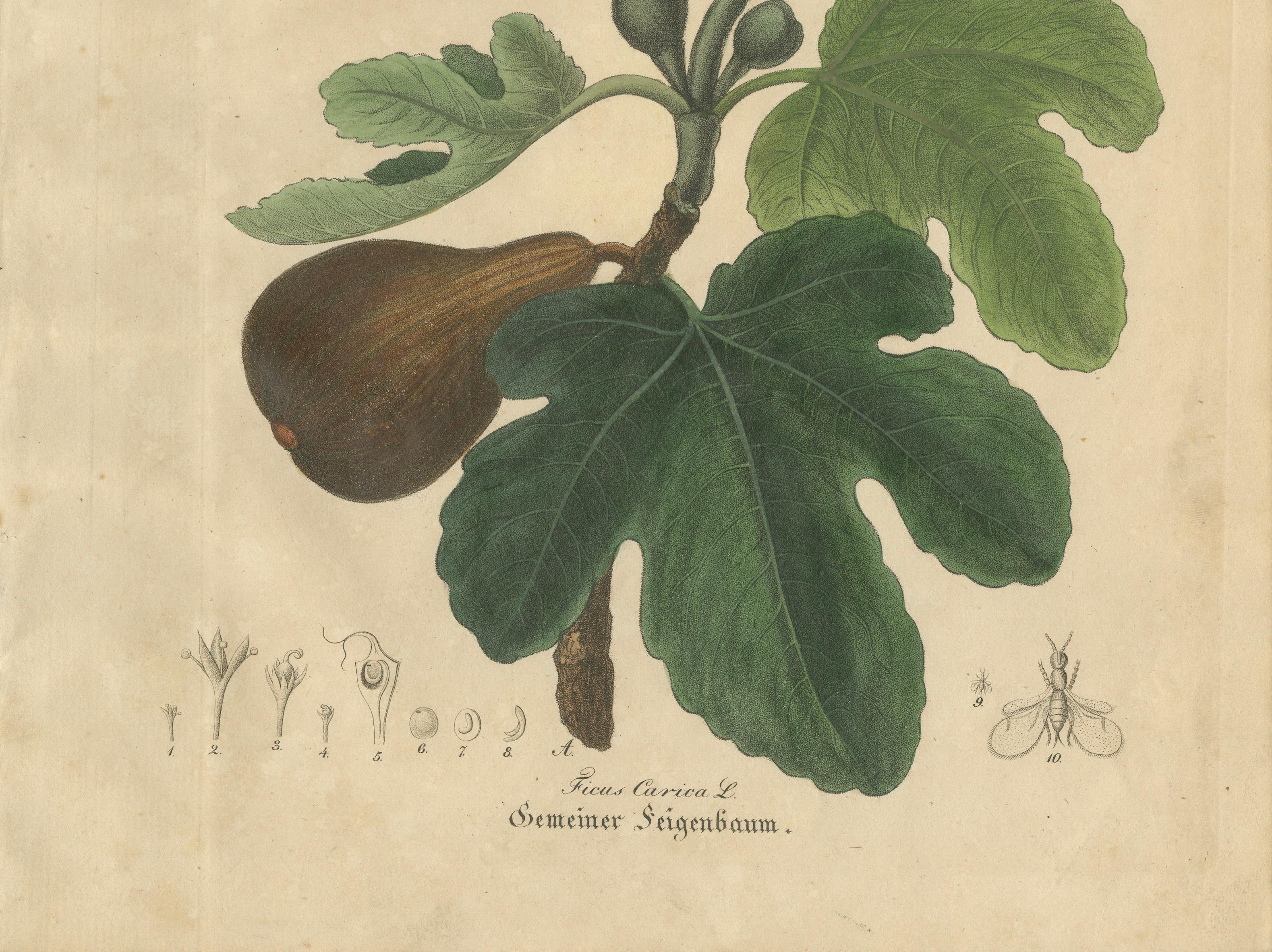 Antique Fig Botanical Print, Ficus Carica, Hand Colored, c.1831