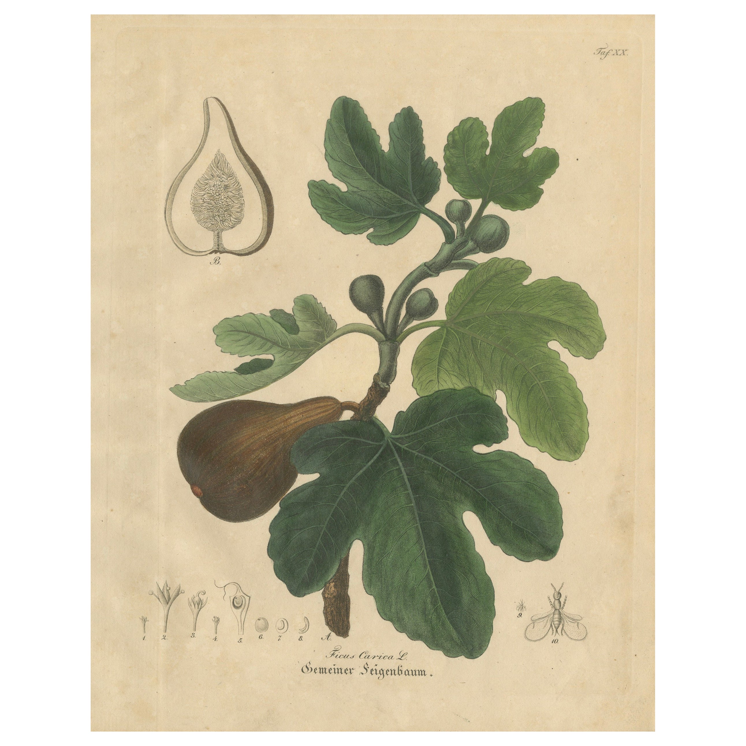 Antiker botanischer Feigendruck, Ficus Carica, handkoloriert, um 1831 im Angebot