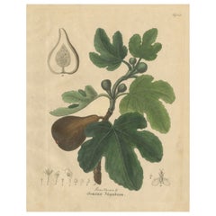 Grabado Botánico Antiguo de Higo, Ficus Carica, Coloreado a Mano, c.1831