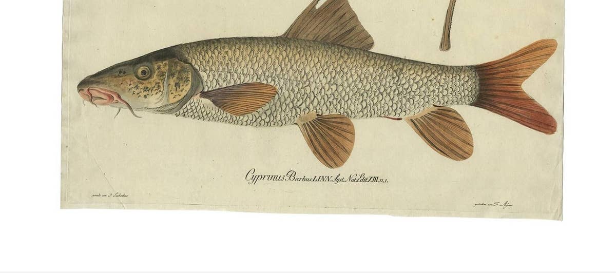 Antique Fish Print 'Cyprinus Barbus' or Common Barbel, 1785