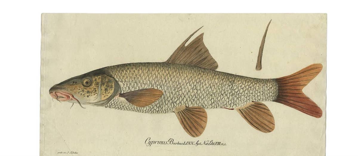 Antique Fish Print 'Cyprinus Barbus' or Common Barbel, 1785