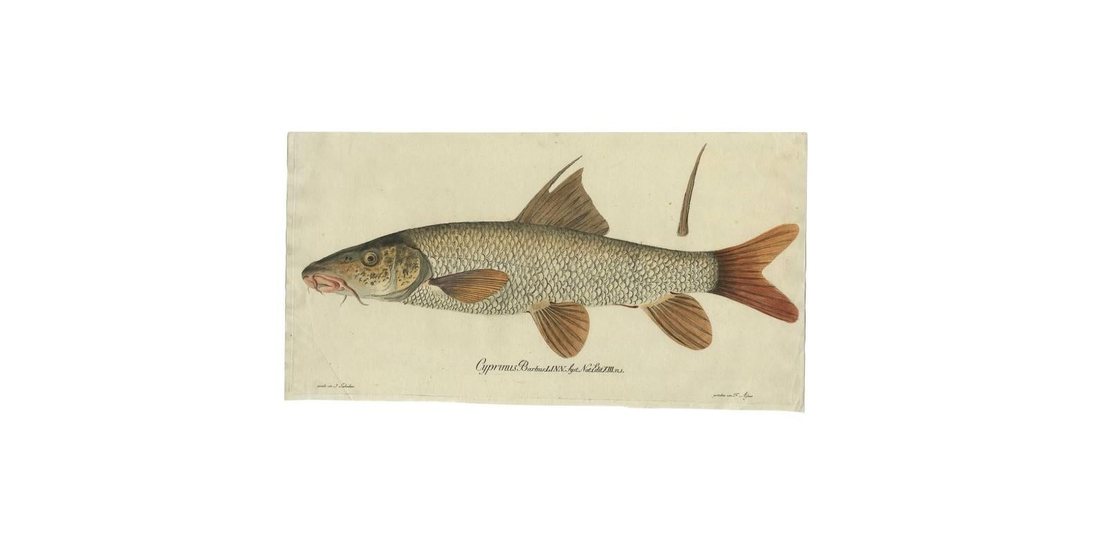 Antique Fish Print 'Cyprinus Barbus' or Common Barbel,  1785 In Good Condition For Sale In Langweer, NL