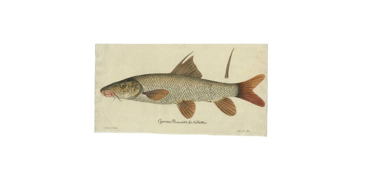 Antique Fish Print 'Cyprinus Barbus' or Common Barbel, 1785
