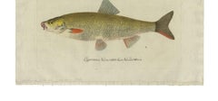 Grabado antiguo de peces 'Cyprinus Nasus' de C. von Meidinger, 1785