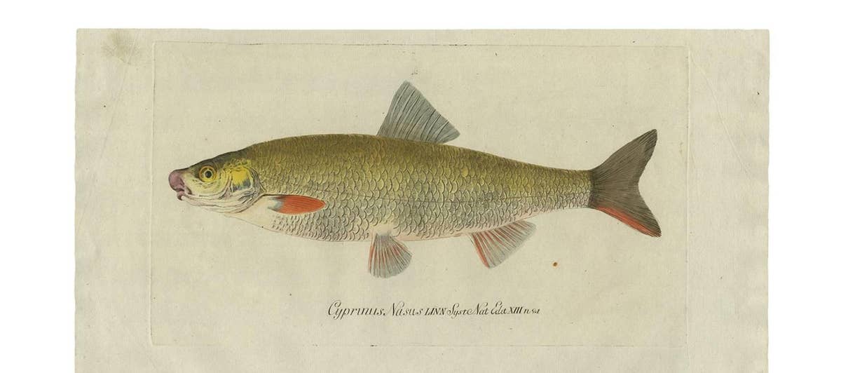 Antique Fish Print 'Cyprinus Nasus' by C. von Meidinger, 1785