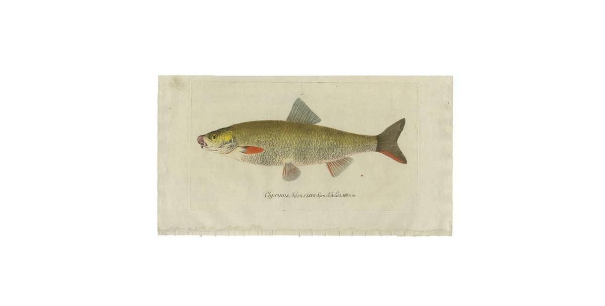 Antique Fish Print 'Cyprinus Nasus' by C. von Meidinger, 1785