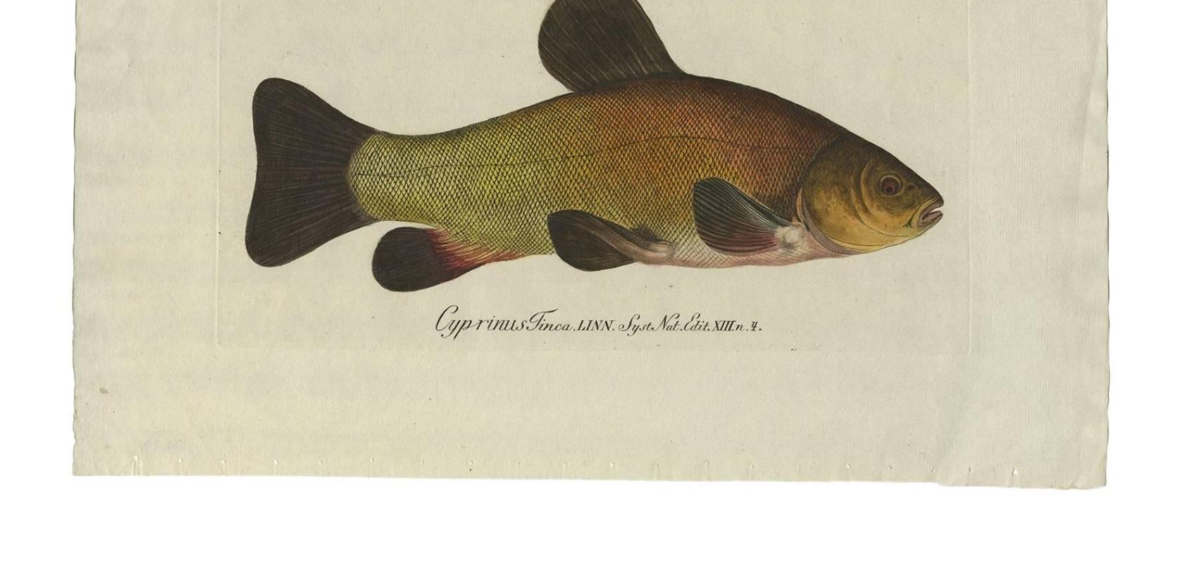 Antique original hand-colored print of the tench or doctor fish. This print originates from 'Icones Piscium Austriae Indigenorum' by the Baron von Meidinger.