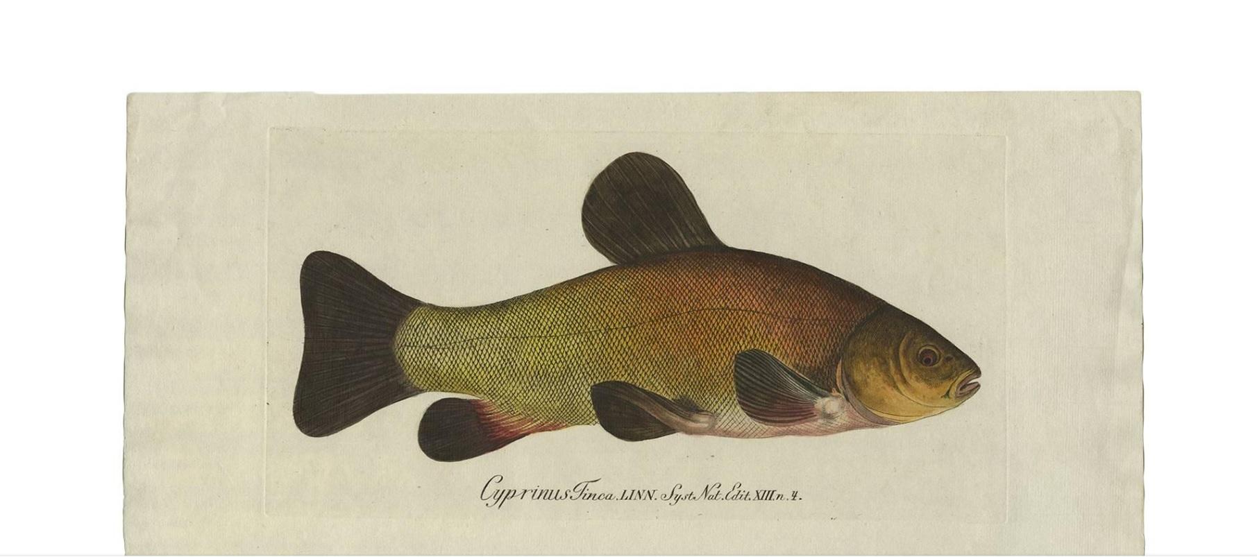 Antiker antiker Fischdruck „Cyprinus Tinca“ oder Arztfisch,  1785 im Zustand „Gut“ im Angebot in Langweer, NL