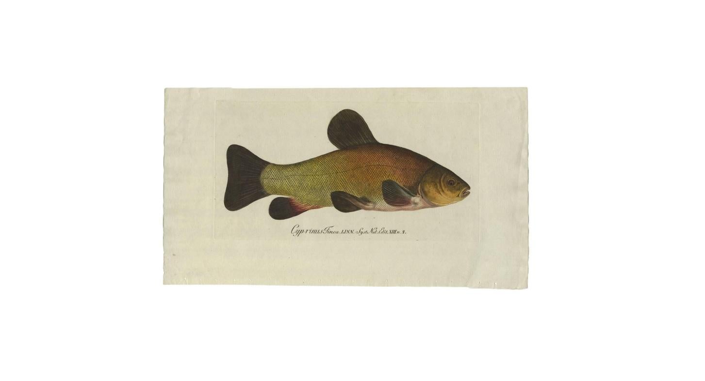 Antiker antiker Fischdruck „Cyprinus Tinca“ oder Arztfisch,  1785 (18. Jahrhundert) im Angebot