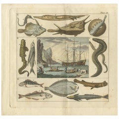 Antique Fish Print of a Sea Horse, Perch, Haddock and Other Fishes, 1808