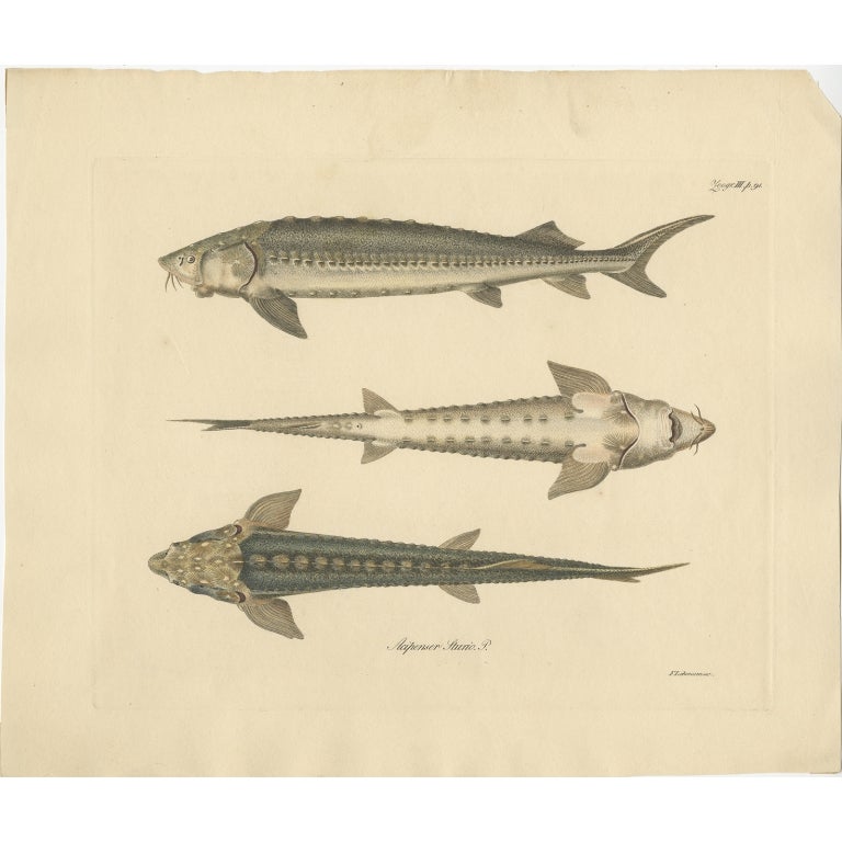 Antique Fish Print of a Sturgeon Fish, c.1860 For Sale