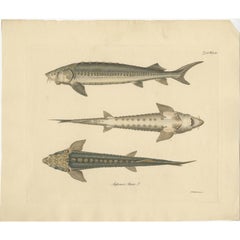 Used Fish Print of a Sturgeon Fish, c.1860