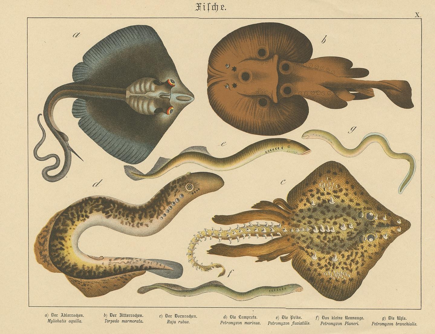Chromolithograph of the common eagle ray, marbled electric ray, rough ray, sea lamprey, European river lamprey, brook lamprey and an other lamprey species. This print originates from Schubert's 'Naturgeschichte des Thierreichs' published, circa 1890.