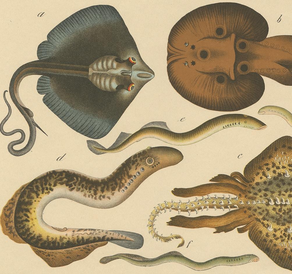 Antique Fish Print of Ray and Lamprey species, circa 1890 In Good Condition For Sale In Langweer, NL