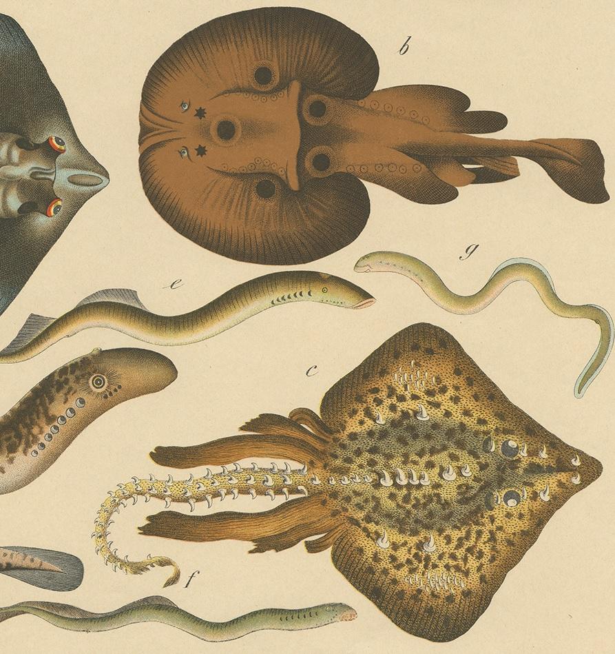 19th Century Antique Fish Print of Ray and Lamprey species, circa 1890 For Sale