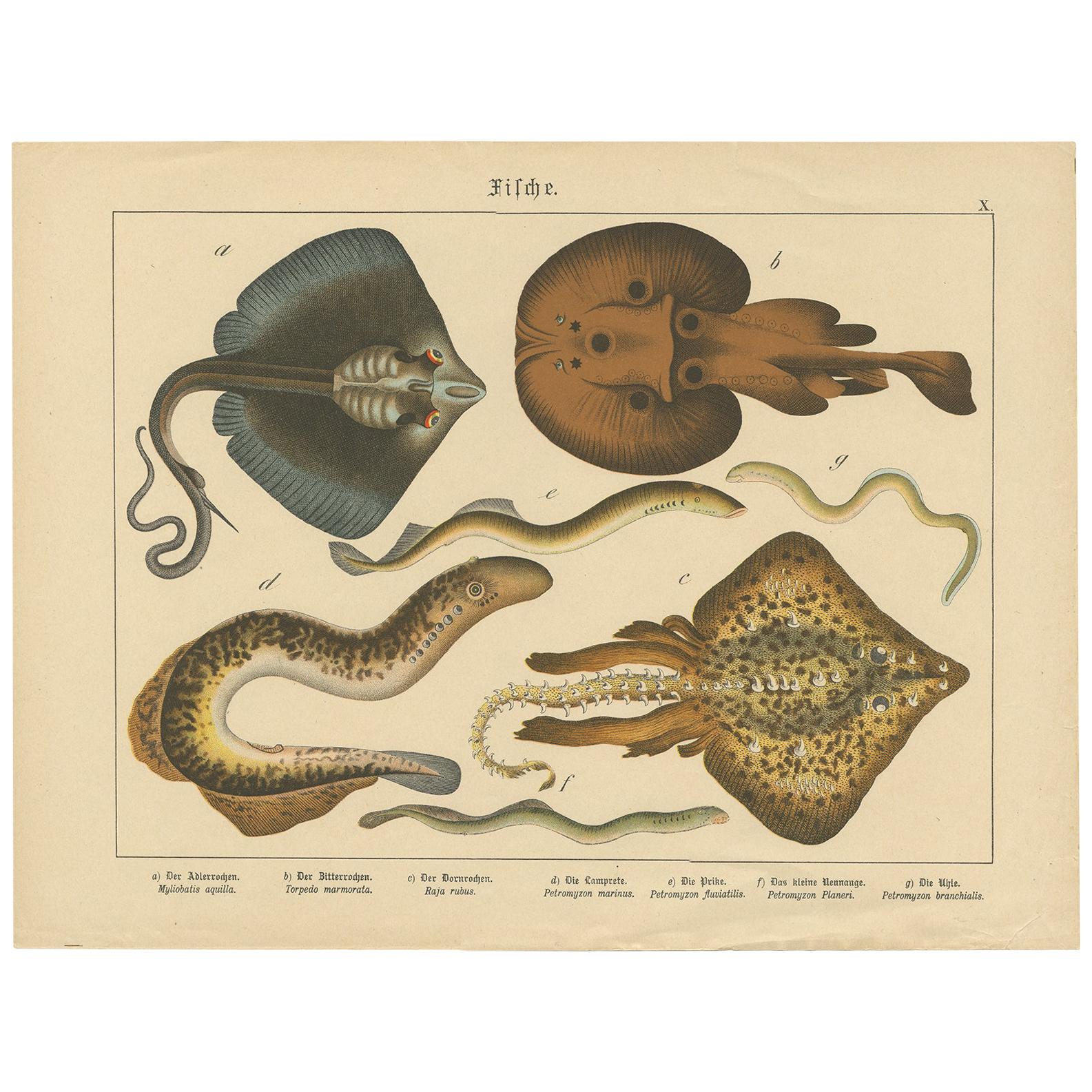Antique Fish Print of Ray and Lamprey species, circa 1890 For Sale