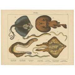 Antique Fish Print of Ray and Lamprey species, circa 1890