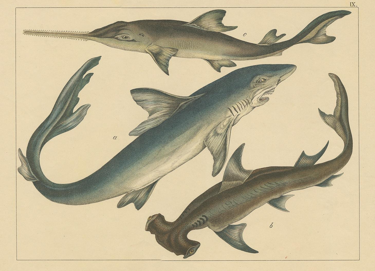 Chromolithograph of great white shark, hammerhead shark and sawfish. This print originates from Schubert's 'Naturgeschichte des Thierreichs' published circa 1875.