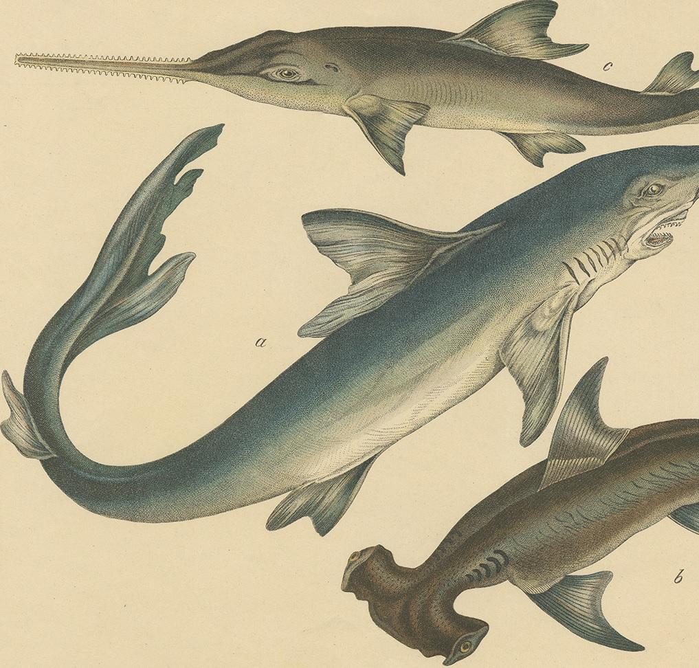 Antique Fish Print of Shark species by Schubert, circa 1875 In Good Condition In Langweer, NL